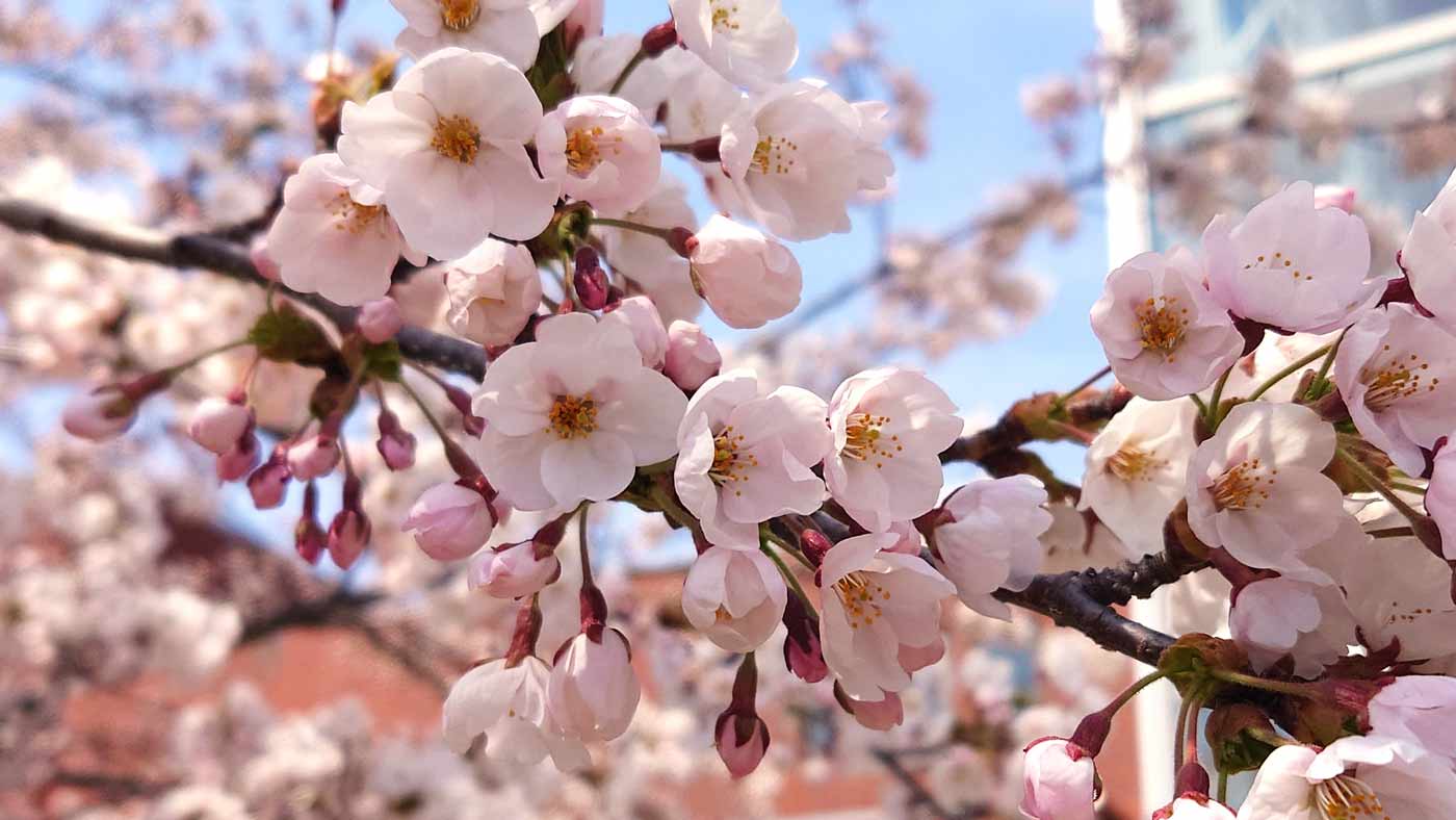 桜の写真